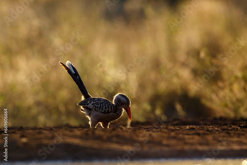 Southern Red billed Hornbill looking for food in ground at dawn in Kruger National park, South Africa ; Specie Tockus rufirostris family of Bucerotidae photo