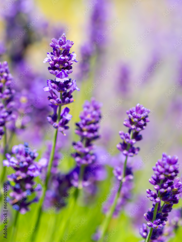 Spring lavender flowers under sunlight. Lilac flowers close up. Beautiful landscape of nature with a panoramic view. Hi spring. long banner Spring lavender flowers under sunlight. Lilac flowers close up. Beautiful landscape of nature with a panoramic view. Hi spring. long banner