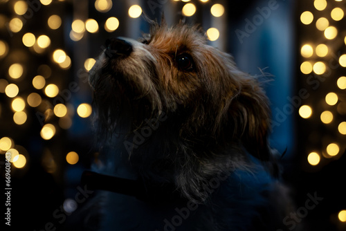 Dog looking hopefull in front of lights photo