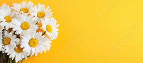 Daisies on colored backdrop