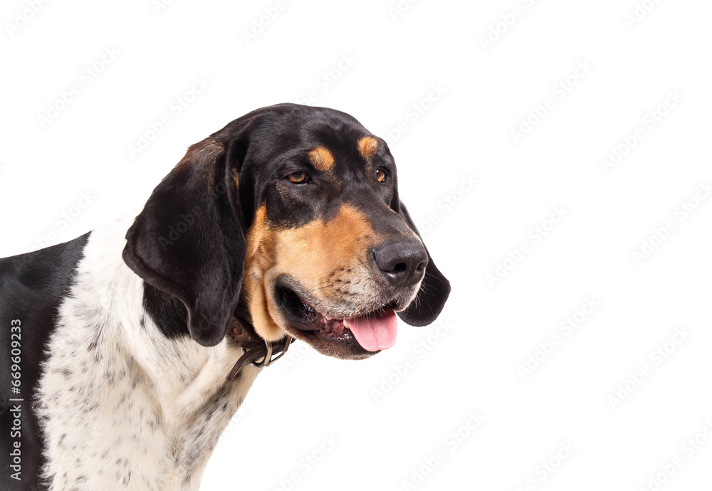 Isolated large dog headshot with mouth open. Side view of friendly extra large puppy dog with long ears. 2 years old male Bluetick Coonhound or Coon dog, black and white mottled. Selective focus.