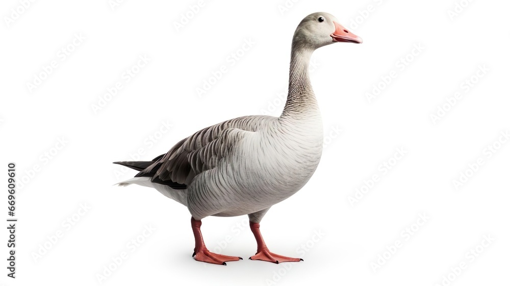 Toulouse goose bird Toulouse goose bird