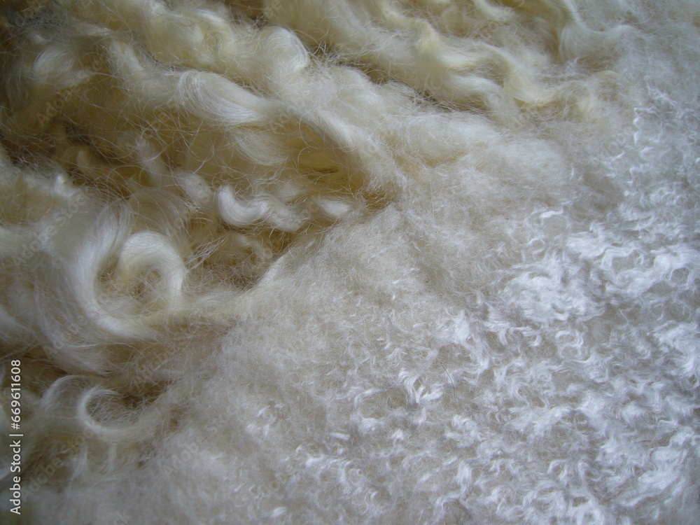 Curls of natural sheep wool for needlework, felting. Texture of natural fur. Natural wool. Curls of natural sheep wool for needlework, felting. Texture of natural fur. Natural wool.