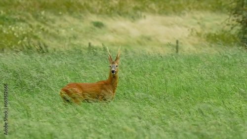a wild Roe Deer (Capreolus capreolus) running and feeding in meadow grasslands, Wiltshire UK