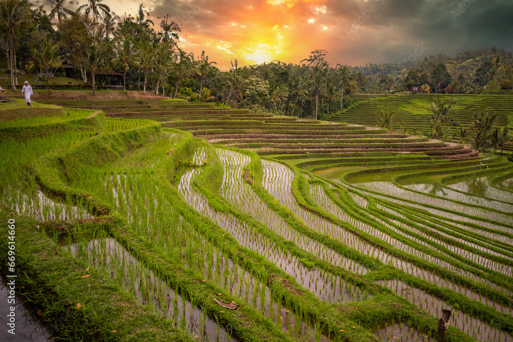 Rice terrace view in Blimbing and Pupuan. Beautiful rolling fields in the tropical forest of Bali. Green terraces with a view from the viewing point of the landscape in the evening.