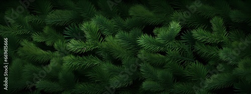 The texture of coniferous trees  spruce  fir or pine  background with patterns of needle trees.