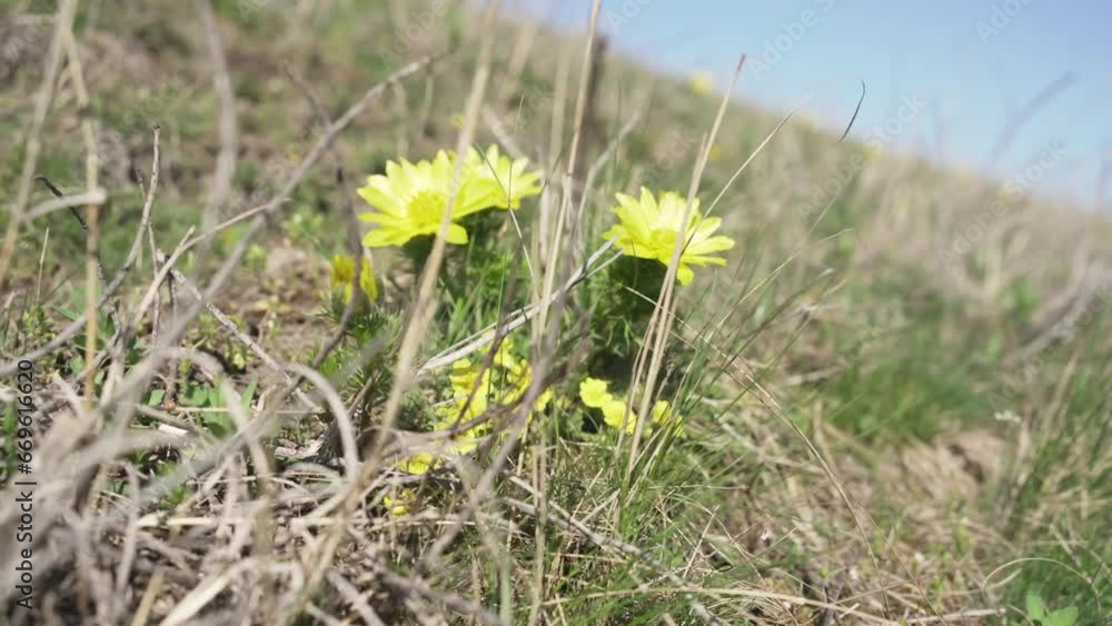 Yellow Pheasant's Eye Blooming in the Wild Yellow Pheasant's Eye Blooming in the Wild