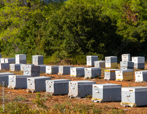 Eco friendly apiary in a pine forest on the island Evia in Greece