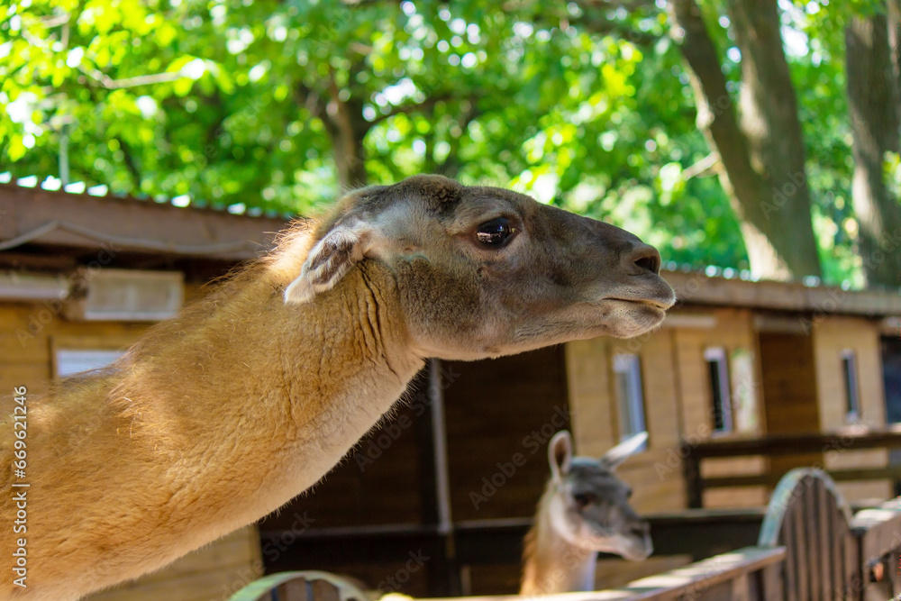 Naklejka premium The llama looks into the camera.