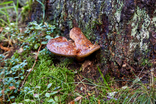A mushroom on the tree trunk with some moss around, selective focus