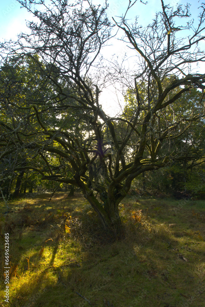 Ancient hawthorn tree in Autumn light