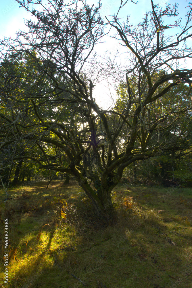 Ancient hawthorn tree in Autumn light Ancient hawthorn tree in Autumn light