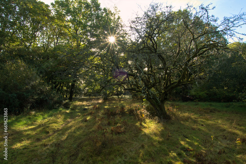 Ancient hawthorn tree in broadleaved woodland autumn light