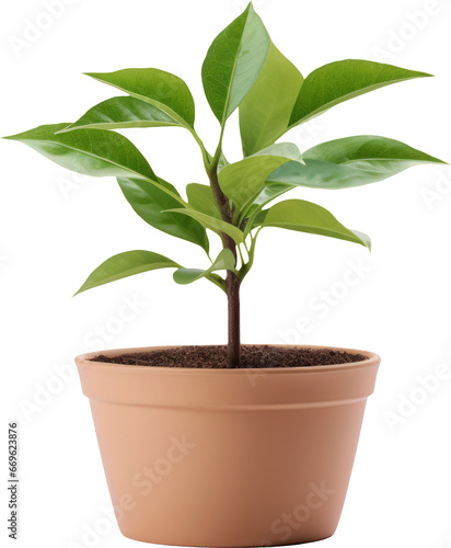 Wallpaper Mural pot plant transparent background PNG clipart Torontodigital.ca