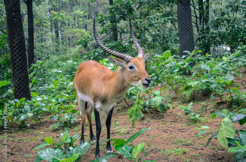 Obraz premium Lechwe antelope eating grass in captivity