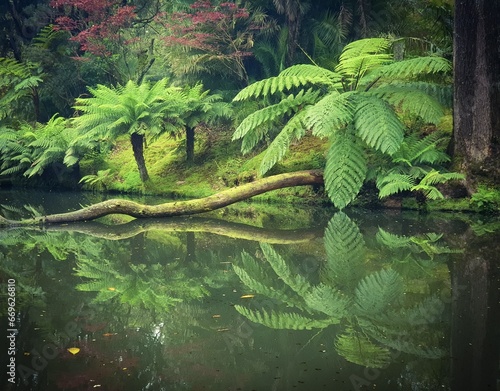 Palma w ogrodzie botanicznym na Azorach (Parque Terra Nostra) © Paulina