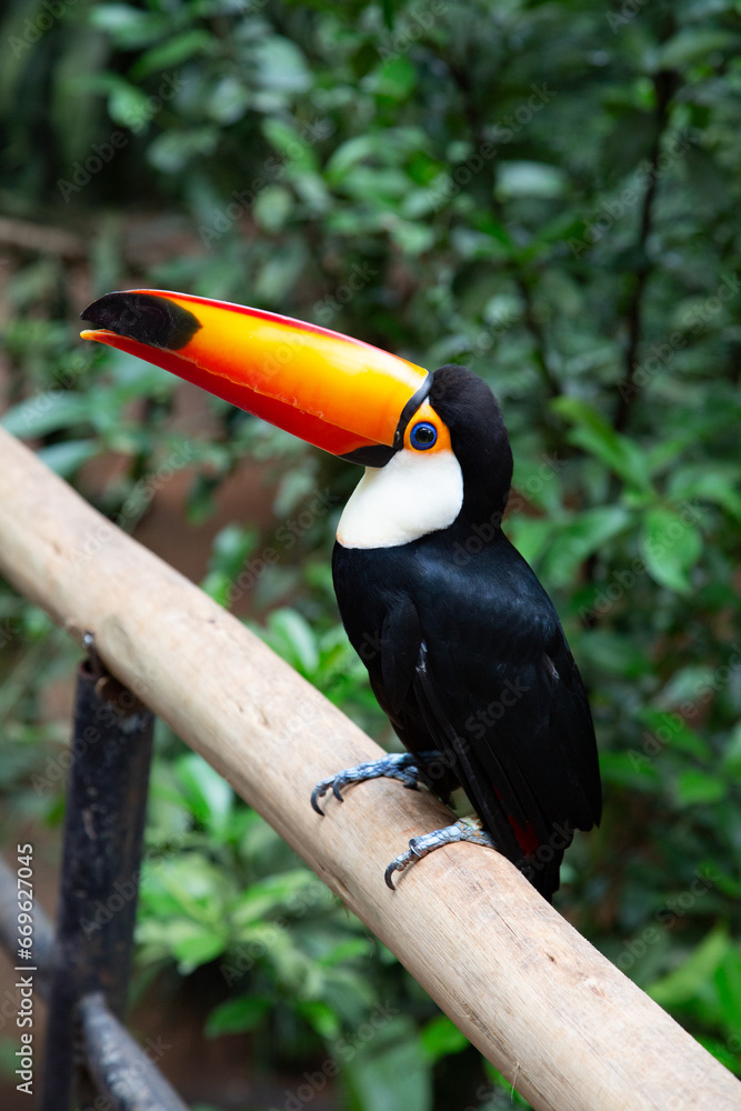Colorful tucan Colorful tucan