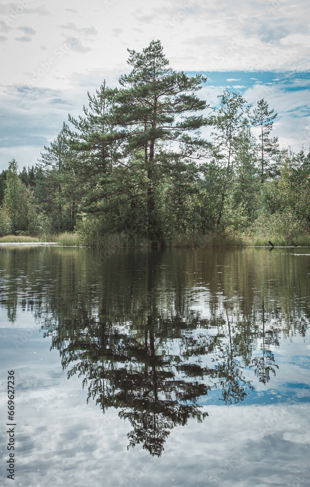 Obraz premium pine tree