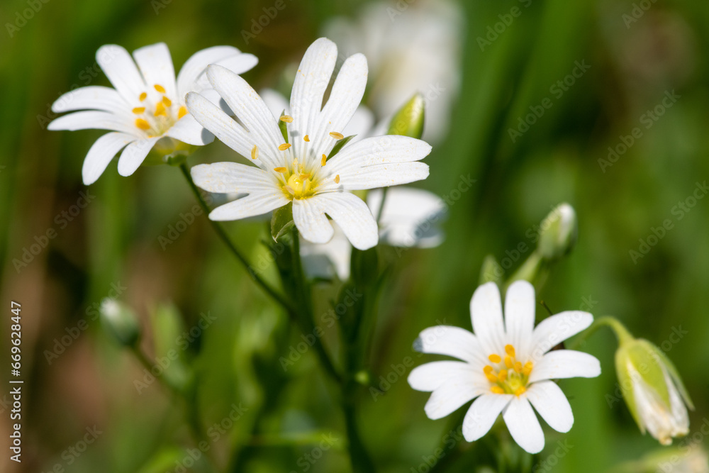 Close up of greater stitchwort (rabelera holostea) flowers in bloom Close up of greater stitchwort (rabelera holostea) flowers in bloom