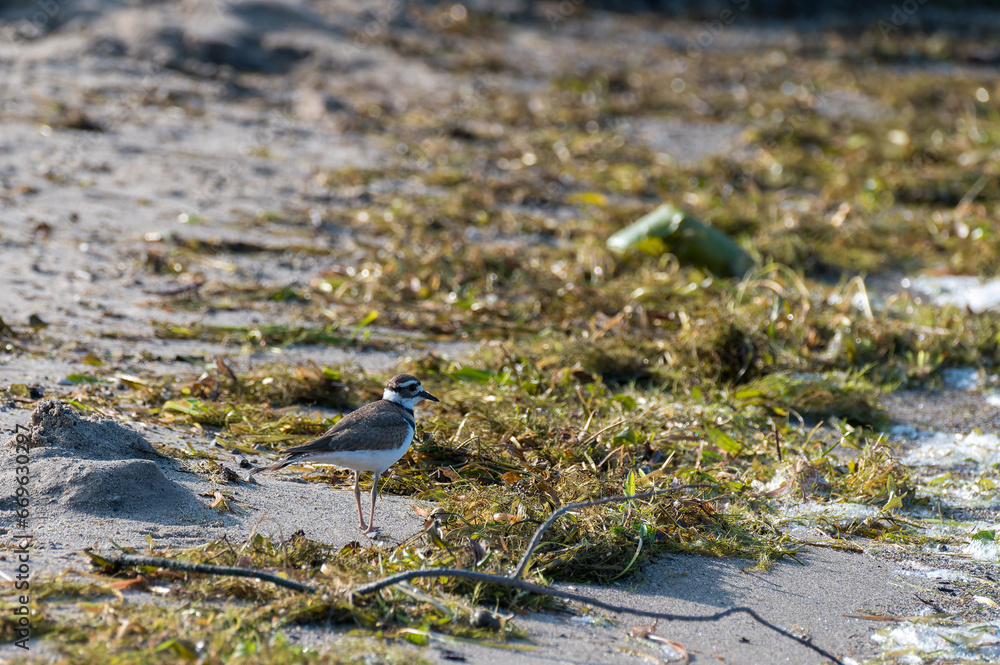 Killdeer Charadrius vociferus standing in the wetlands searching for food Killdeer Charadrius vociferus standing in the wetlands searching for food