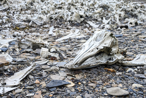 Pile of whale bones with beluga whale skull on the beach at historic whaling station Bamsebu, arctic expedition tourism around Svalbard 