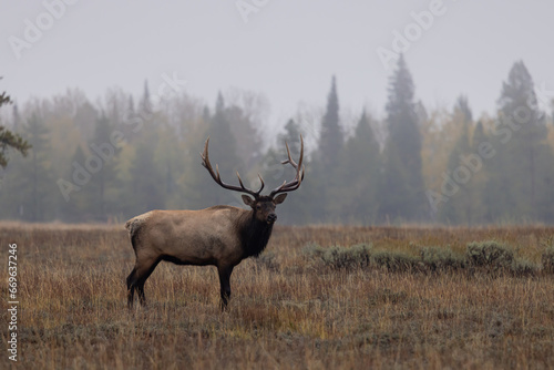 Buil Elk in the Rut in Wyoming in Autumn © natureguy