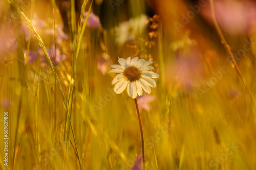 Vibrant daisy in a sunny meadow, during golden hour, on a blurry background