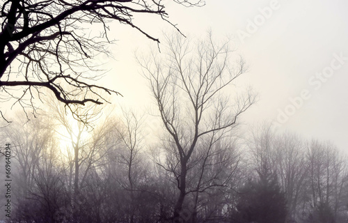 Misty foggy winter trees