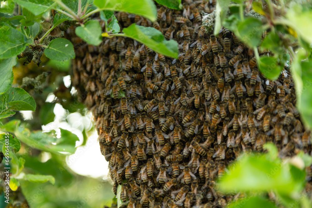 Bienenschwarm