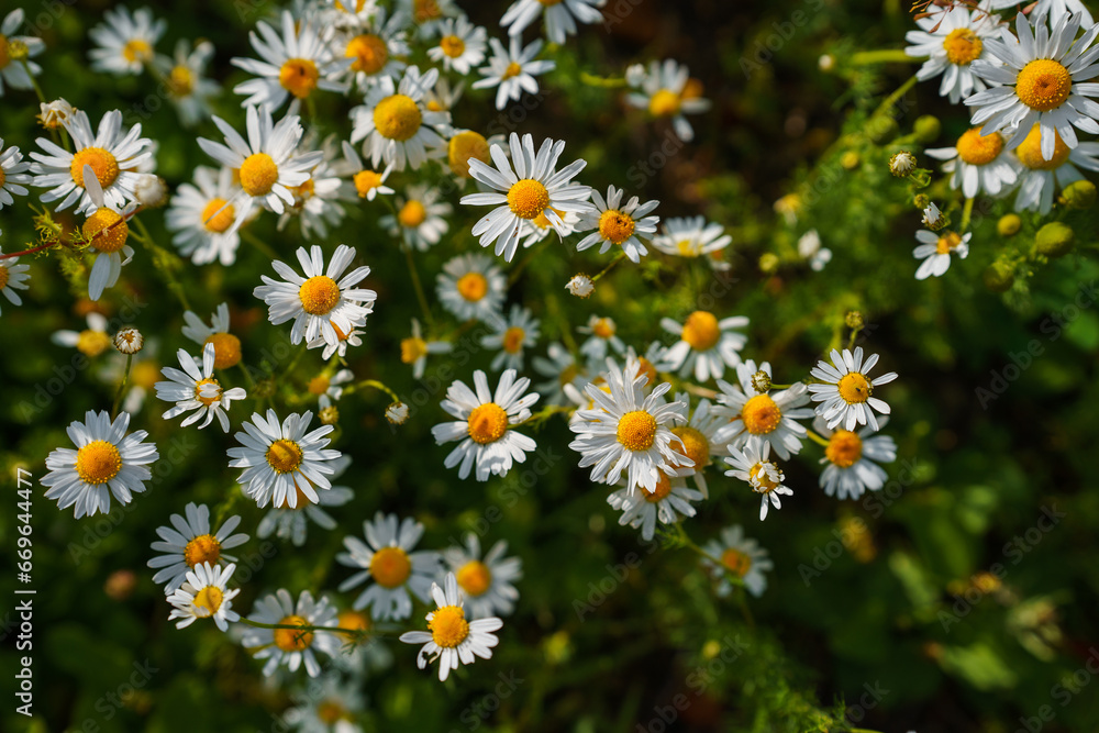 Chamomile field with sunset rays, picturesque landscape Chamomile field with sunset rays, picturesque landscape