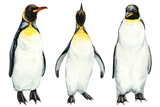 Watercolor set penguins isolated on white background. Hand drawn emperor penguins illustration