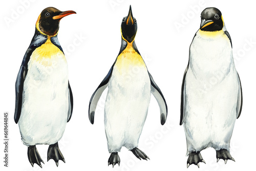 Watercolor set penguins isolated on white background. Hand drawn emperor penguins illustration photo