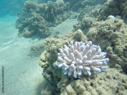 acropora humilis finger coral, is a species of acroporid coral found in the Gulf of Aden, the Red Sea, the northern and southwestern Indian Ocean, Australia, the central Indo-Pacific, Japan, southeast