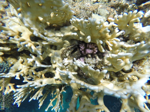 millepora dichotoma firecoral cnidaria burning stings  photo