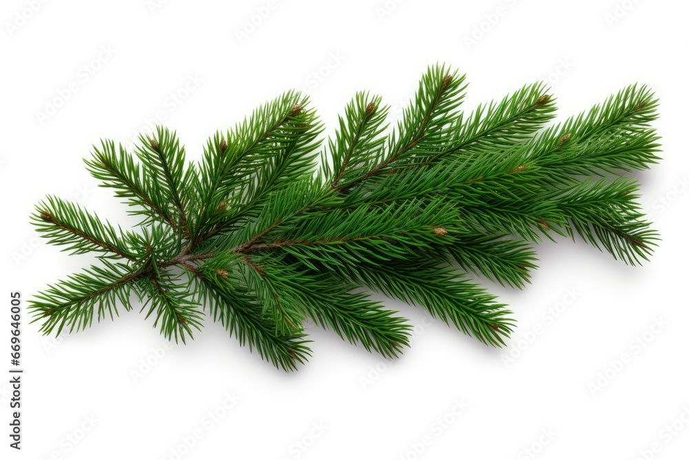 A Beautiful Pine Tree Branch on a Clean White Background Created With Generative AI Technology A Beautiful Pine Tree Branch on a Clean White Background Created With Generative AI Technology