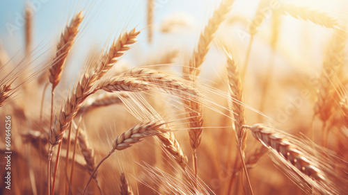 Vibrant Golden Wheat Under Sunlight