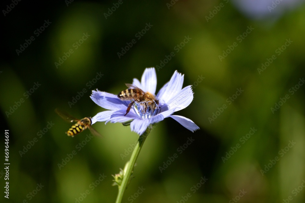 Fototapeta premium wasp on a blue flower