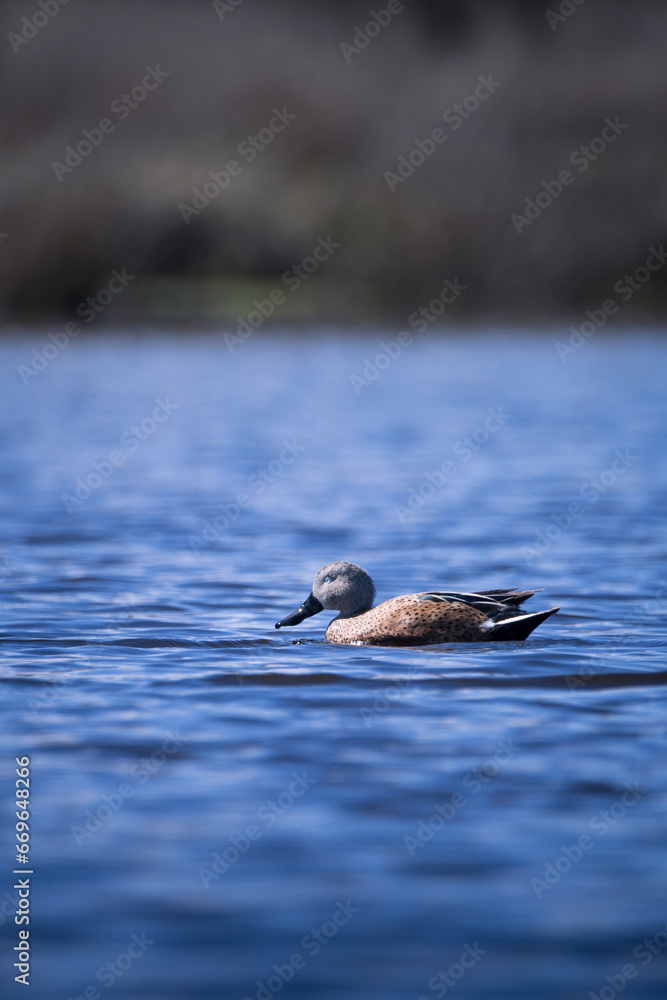 Fototapeta premium duck