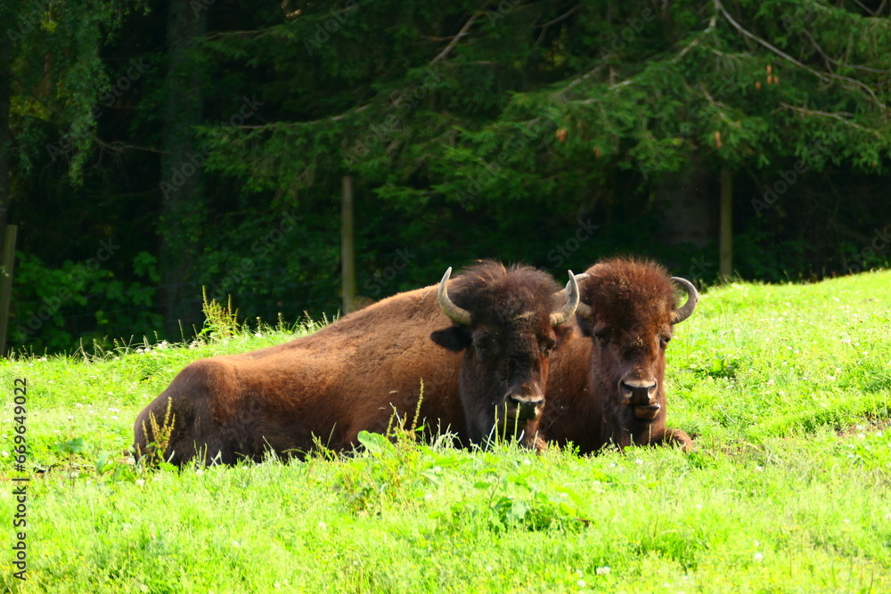 Bison, auf Wiese ruhend Bison, auf Wiese ruhend