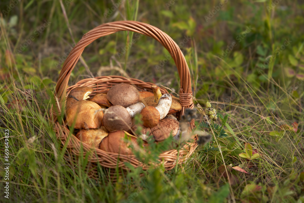 A basket with a variety of edibles and mushrooms in the grass close-up. A basket with a variety of edibles and mushrooms in the grass close-up.