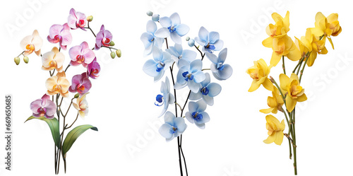 Set of colorful orchid flowers branch isolated on transparent background. Generative AI photo