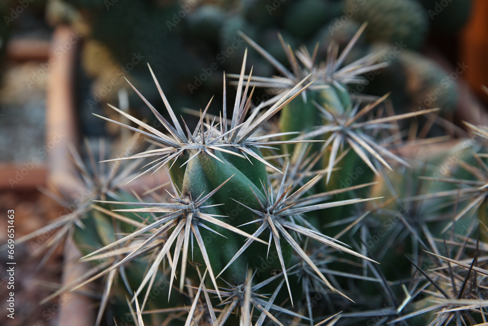 Beautiful exotic cactus in a pot closeup Beautiful exotic cactus in a pot closeup