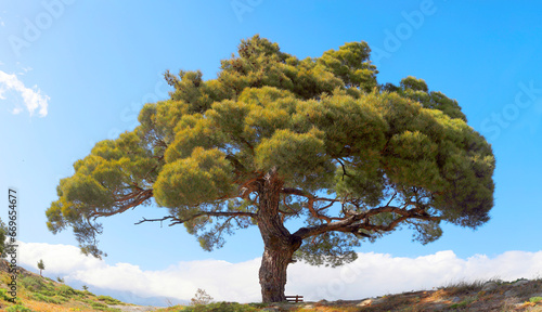 Kalabrische Kiefer (Pinus brutia) alter Baum, Insel Kreta, Griechenland, Europa