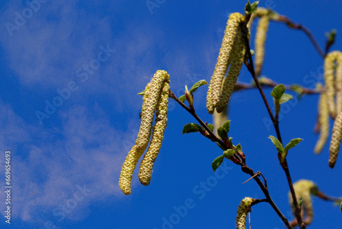 Haselnussstrauch mit Haselkätzchen, Blütenstaub, Pollenflug, Allergiker photo