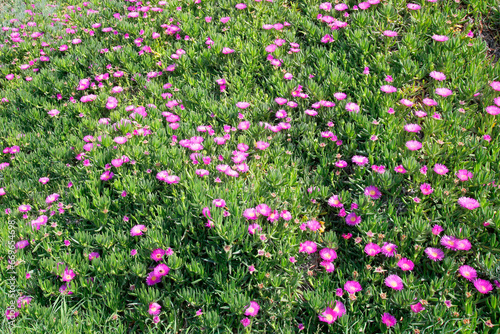Mittagsblumen (Delosperma cooperi) in voller Blüte 