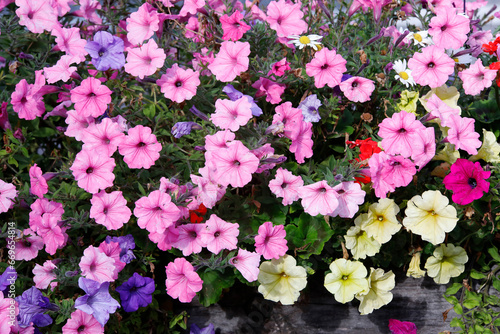Fototapeta Naklejka Na Ścianę i Meble -  Bunte Petunien im Garten, Sommerblumen