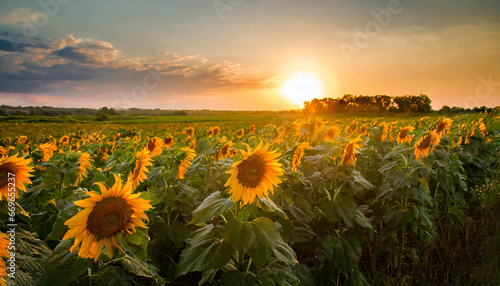 Sunflowers Illuminated by the Setting Sun