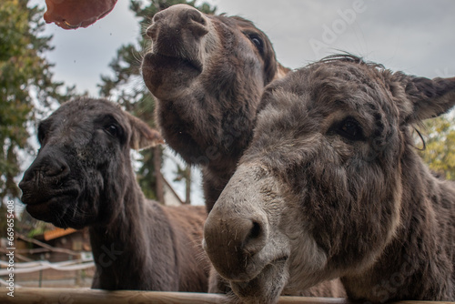 Three donkeys getting fed at a zoo