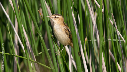 bird on grass