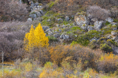 Tree in autumn colors in th...